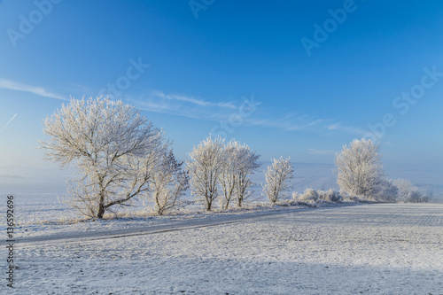 white icy trees in snow covered landscape © travelview