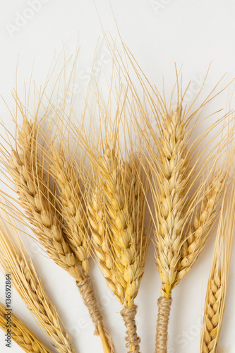 Spikelets yellow wheat on white background