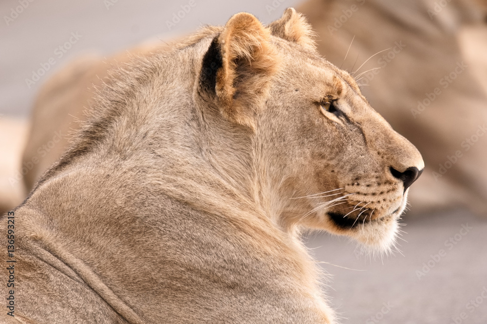 Portrait of a young sub-adult male lion staring intently into the bush Portrait of a young sub-adult male lion staring intently into the bush