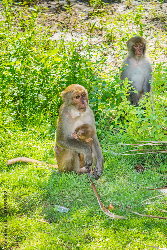 Mother and baby monkey hugs family in a jungle