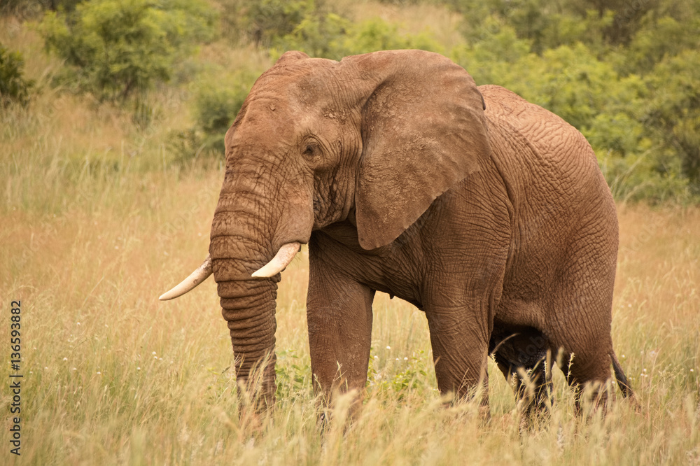 Lone African elephant bull strolling to a nearby waterhole