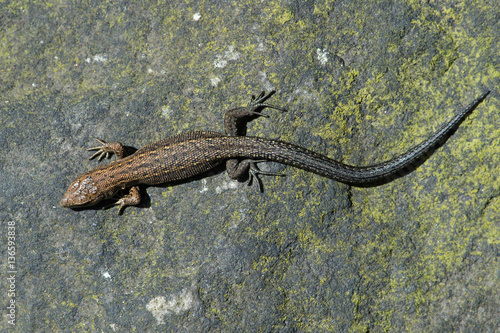 Viviparous Lizard (Zootoca vivipara)/Common Lizard basking on lichen covered stone wall