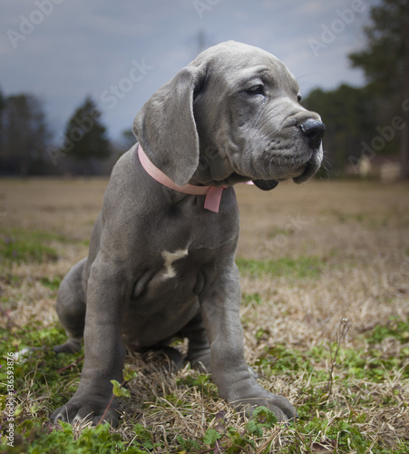 Patient Great Dane puppy