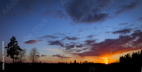 Blue sunset with tree silhouette