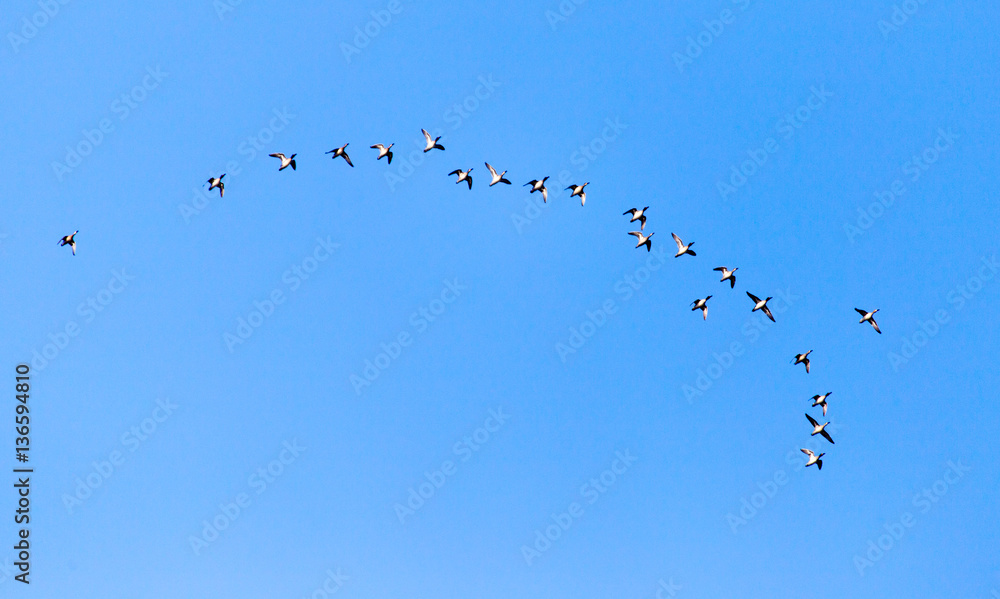 flock of birds in the sky flock of birds in the sky