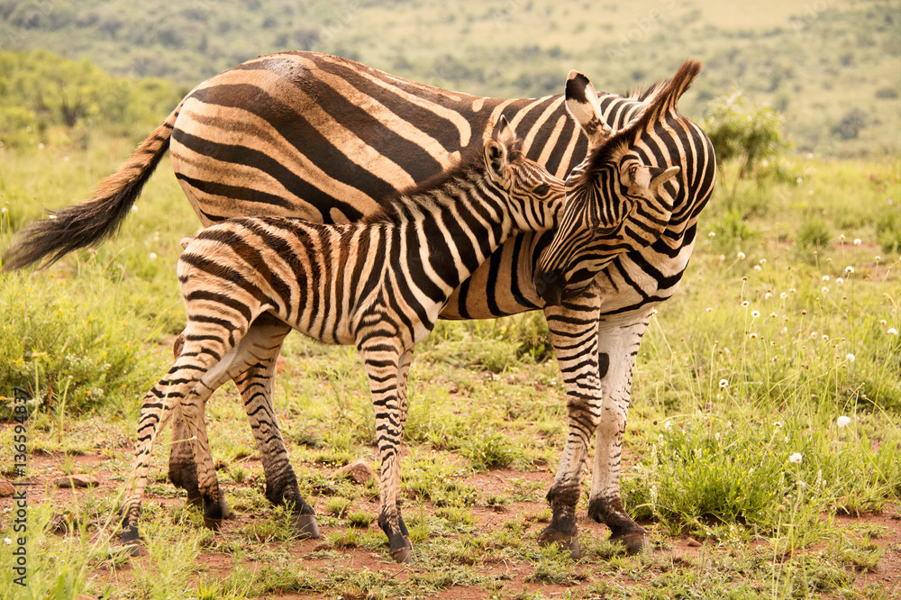 Obraz premium Burchell’s zebra mare and foal in a tender bonding moment 