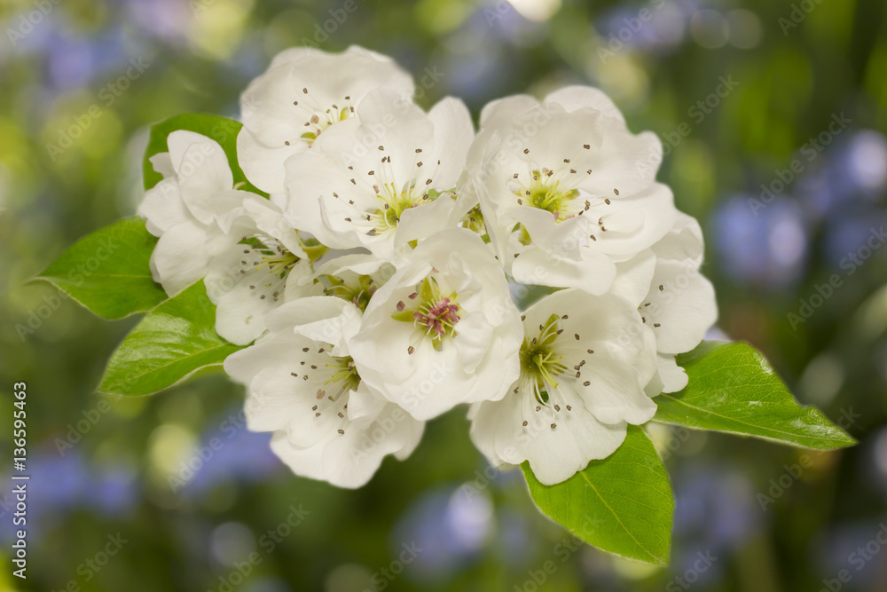 Fototapeta premium pear tree flowers