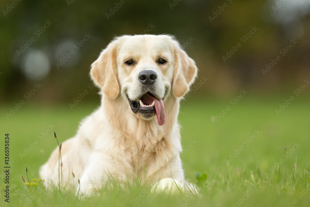 Smiling White Golden Retriever Dog