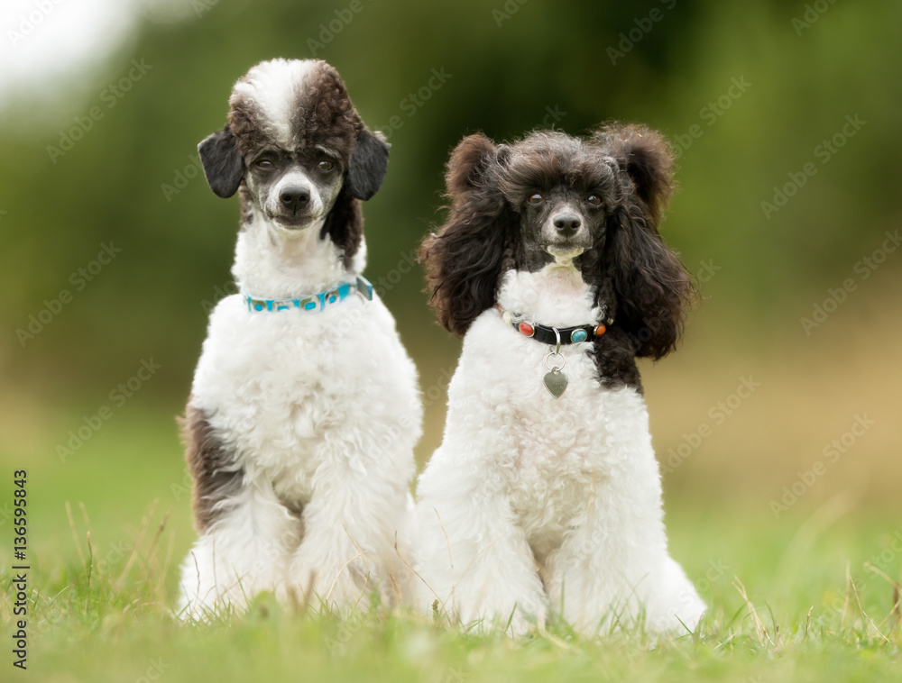 Dwarf Harlekin Poodle Dogs Photos | Adobe Stock