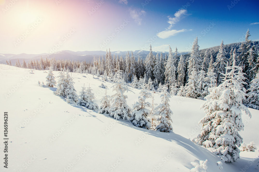 magical winter snow covered tree 