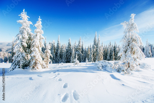 magical winter snow covered tree 