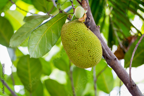 jackfruit