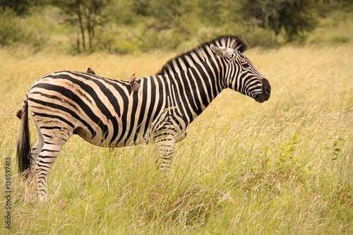 Burchell   s zebra stallion on alert while being attended to by red -billed Oxpeckers 