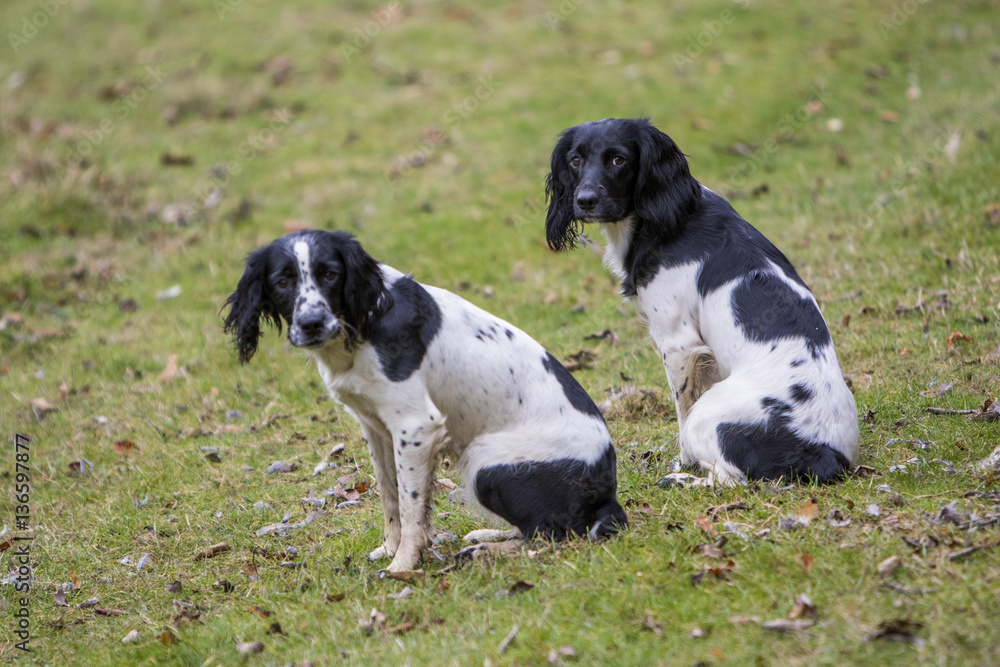 Working Dogs In The Field