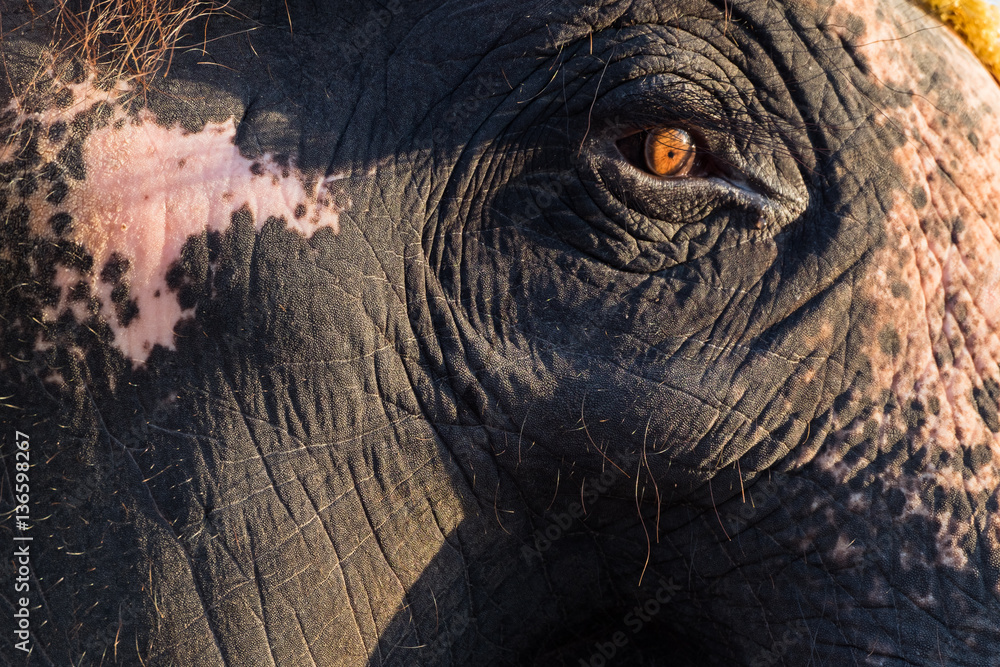 Close up of a thai elephant eye