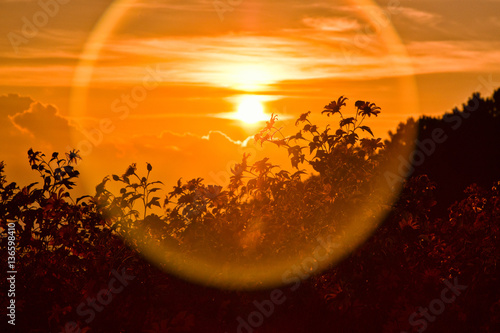 Beautitul golden sunset in silhouette flora