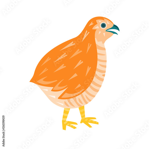  Quail isolated  funny vector illustration cartoon style
