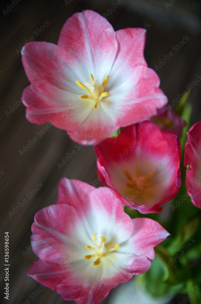 Tulip Tulip