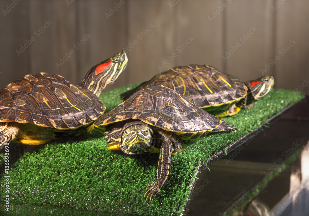 Obraz premium Three red-eared sliders.