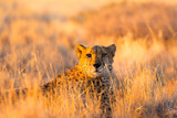 Cheetah in the Etosha National Park, Namibia