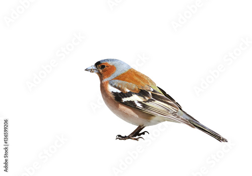portrait birds Chaffinch on a white isolated background