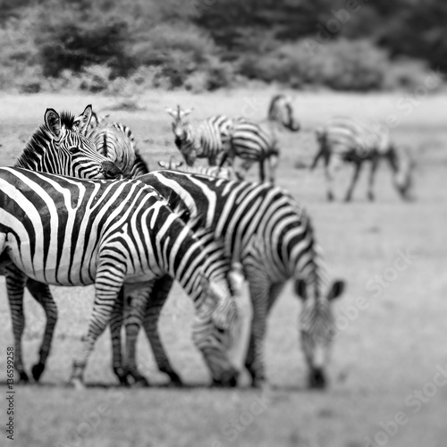 Zebra portrait on African savanna. Safari in Serengeti  Tanzania