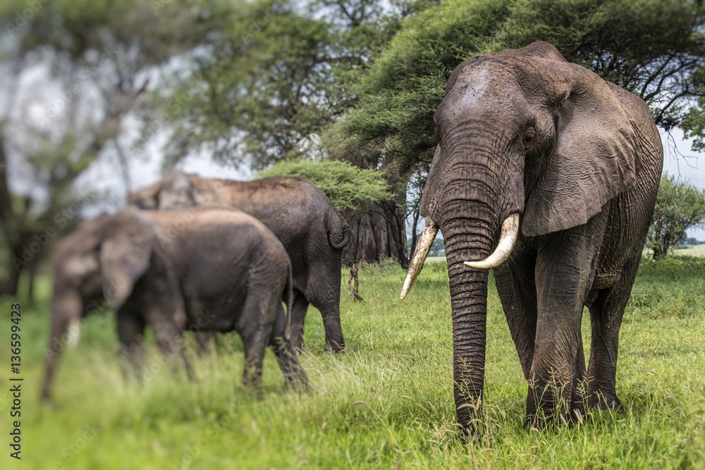 African elephants walking in savannah in the Tarangire National