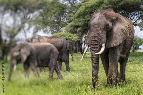 African elephants walking in savannah in the Tarangire National