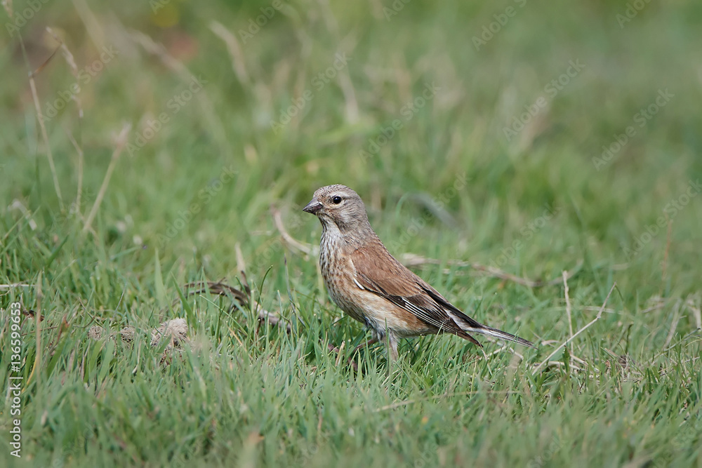 Common linnet (Linaria cannabina) Common linnet (Linaria cannabina)