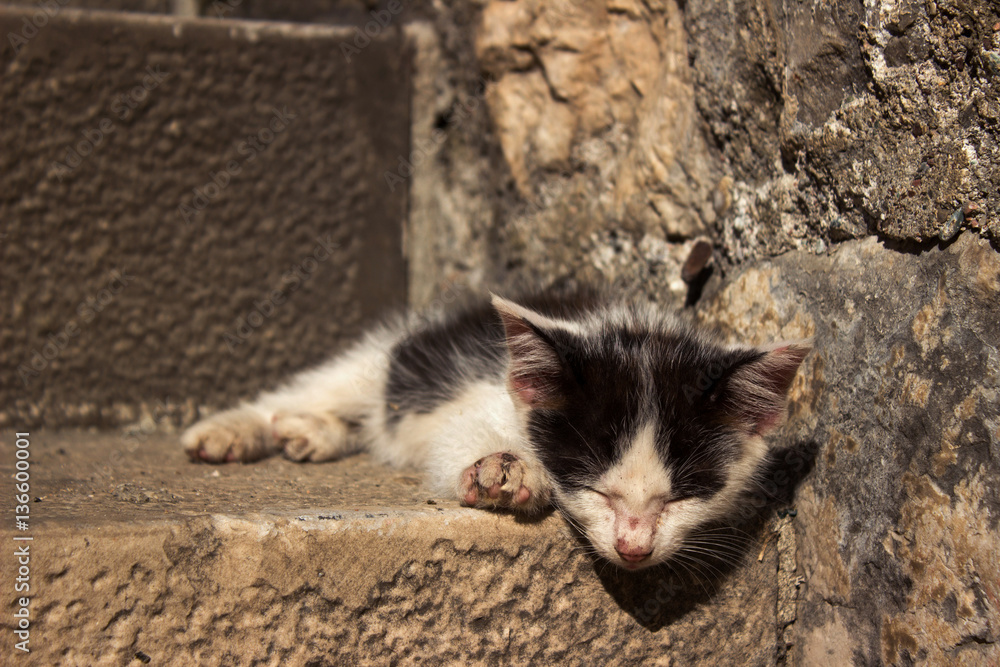 Fototapeta premium Homeless little cat on stone stairs