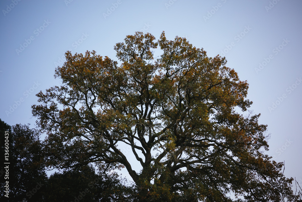 Fototapeta premium Tree