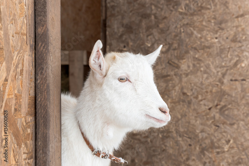 White goat - One white cute goat is in a barn