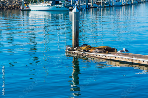 Sea lions in Oceanside