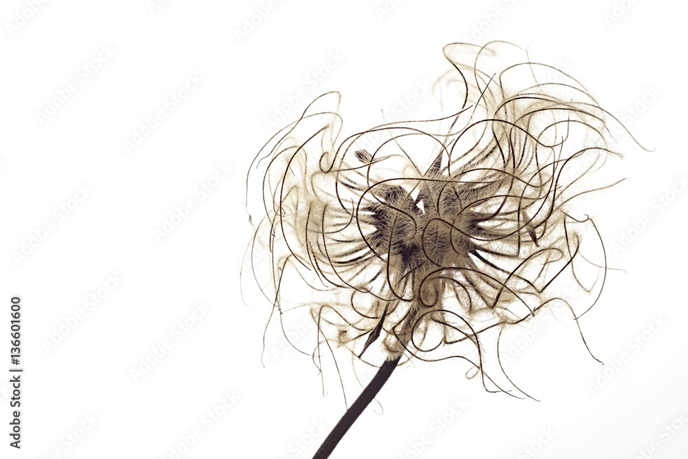 Naklejka premium Clematis seed