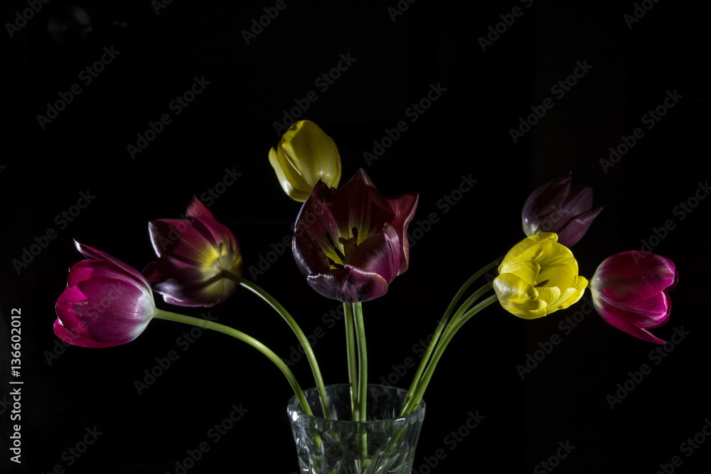 tulips on a dark background tulips on a dark background