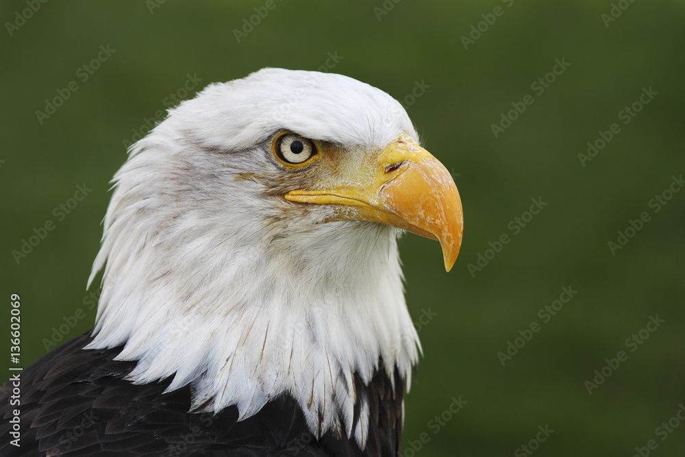 Bald Eagle (Haliaeetus leucocephalus) head portrait Bald Eagle (Haliaeetus leucocephalus) head portrait
