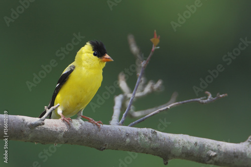 American goldfinch (Spinus tristis) male sitting on branch, Bombay Hook NWR, Delaware, USA