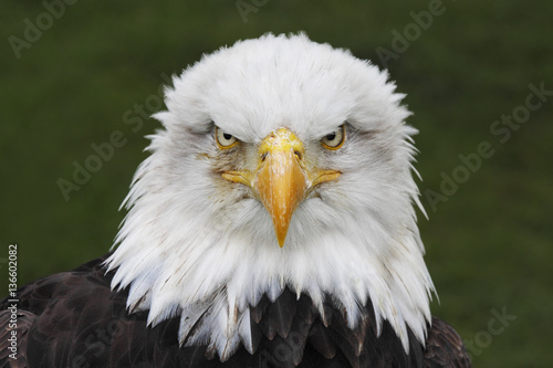 Bald Eagle (Haliaeetus leucocephalus) head portrait