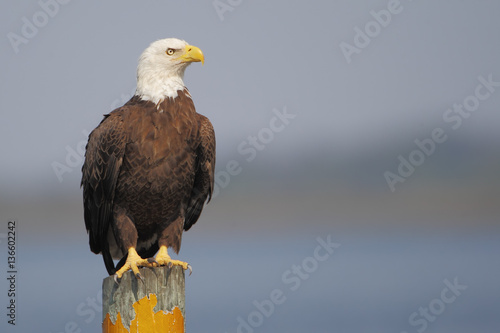 American Bald Eagle (Haliaeetus leucocephalus) sitting on post, St Cloud, Florida, USA