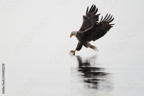 American Bald Eagle (Haliaeetus leucocephalus) about to catch a fish, Florida, USA