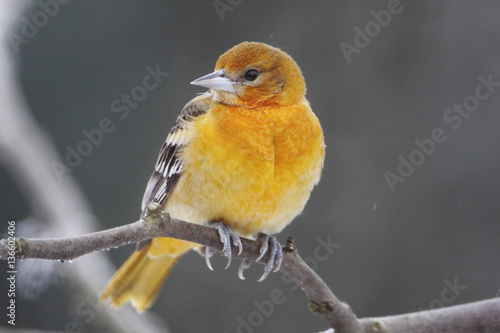 Baltimore oriole (Icterus galbula) in winter weather, the Netherlands