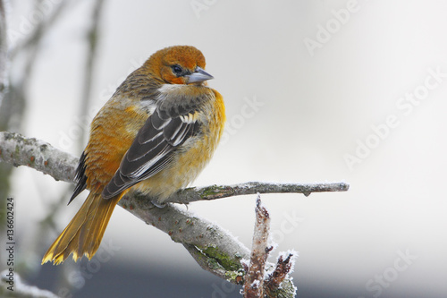 Εκτύπωση καμβά Baltimore oriole (Icterus galbula) in winter weather, the Netherlands