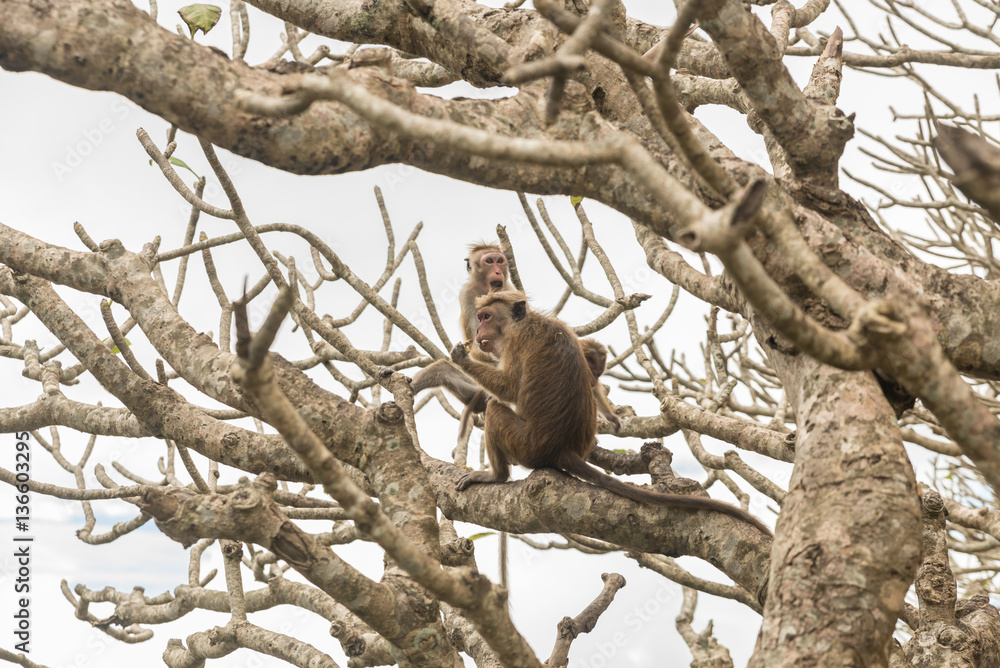 Affen auf einem Baum Affen auf einem Baum