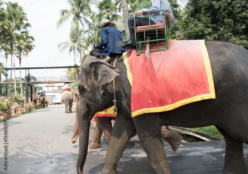 elephant © keatichai