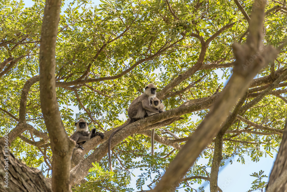 Fototapeta premium Affen auf einem Baum