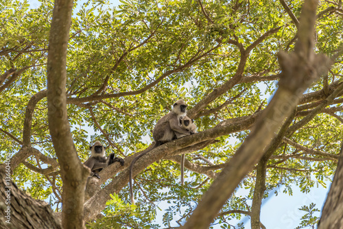 Affen auf einem Baum © mg85
