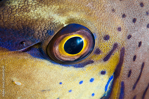 Close up of a bignose unicornfish, Naso vlamingii, with parasitic isopod on face.   