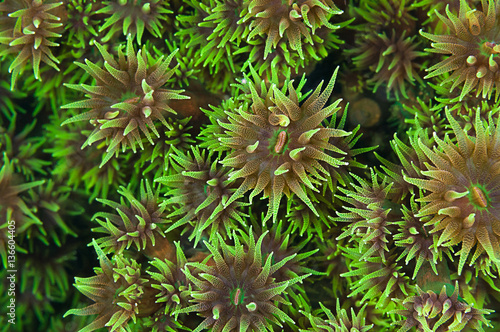 Wallpaper pattern of black sun coral polyp background, Tubastraea micranthus.    photo