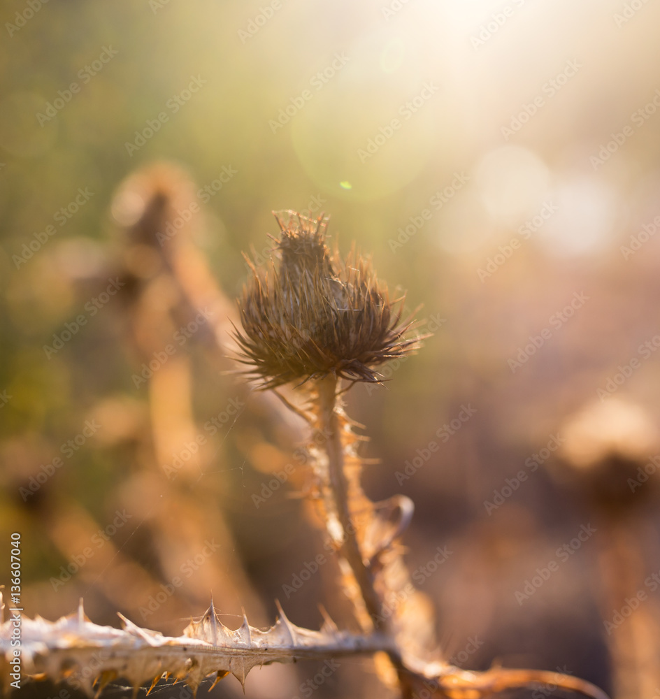 Obraz premium Dry prickly plant at sunset