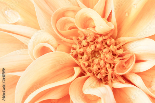 Fototapeta Naklejka Na Ścianę i Meble -  Extreme close up of orange dahlia